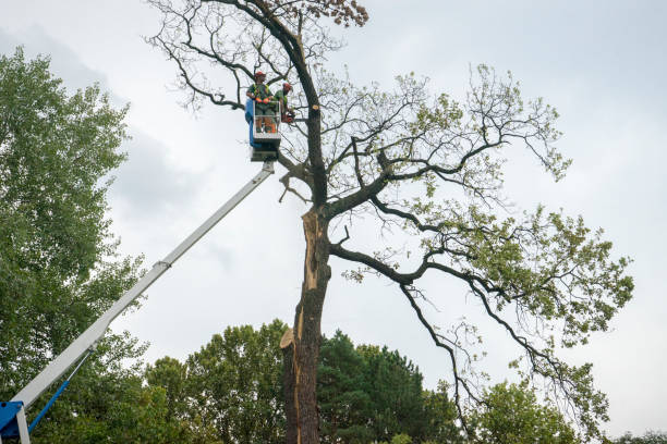 Best Tree and Shrub Care  in Hershey, PA