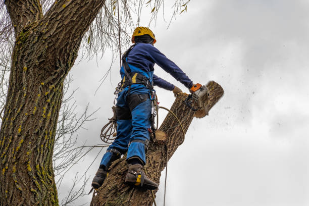 How Our Tree Care Process Works  in  Hershey, PA