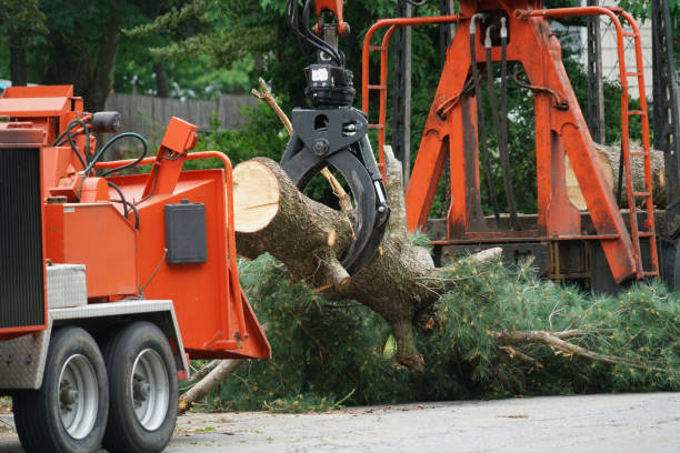 Best Commercial Tree Services  in Hershey, PA